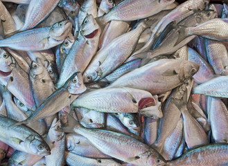 Fototapeta premium Fresh fish at a market