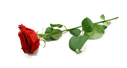 red rose