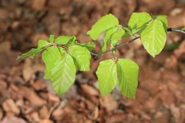 young branch leaves