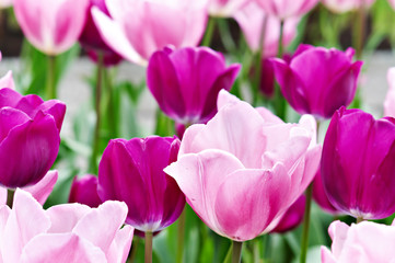 Fototapeta premium tulipany05
