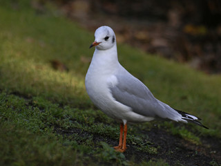 Fototapeta premium mewa