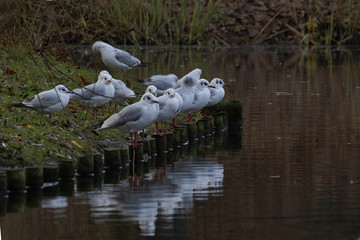 mewy © Henryk Olszewski