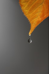 gota de agua a punto de caer de una hoja en otoño