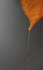 Hilo de agua cayendo de una hoja