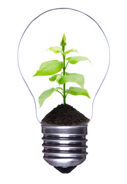 Light bulb with plant