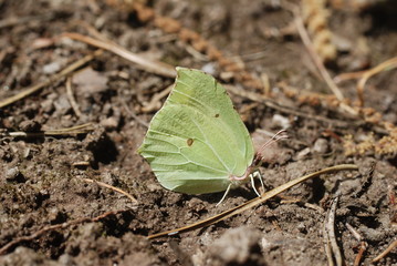 Le Citron_Gonepteryx rhamni