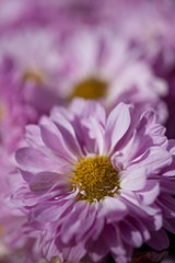 Obraz premium Bouquet de Chrysanthèmes