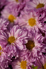 Obraz premium Bouquet de Chrysanthèmes