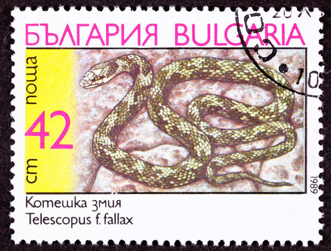 Bulgarian Stamp Coiled European Cat Snake, Telescopus Fallax