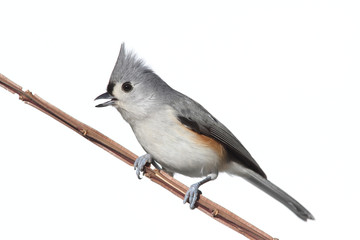 Bird Isolated On White