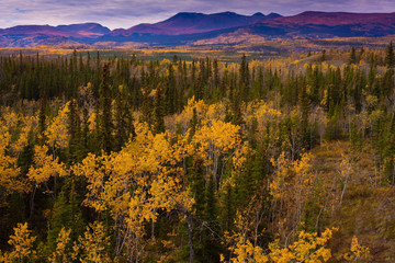 Yukon Gold - Fall in Yukon Territory, Canada