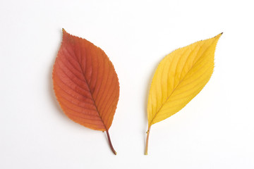 紅葉した桜の葉