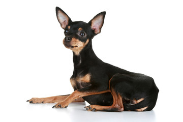 Russian sleek-haired toy terrier puppy