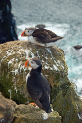 Beautiful puffins on the Iceland