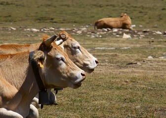 Cows in the natural park of Urbasa - Andia, Navarra