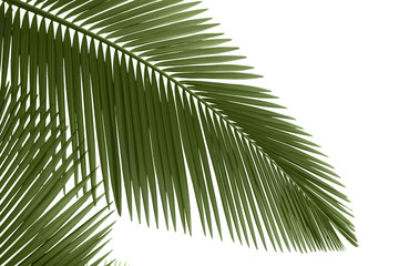 Naklejka premium Green palm leaves
