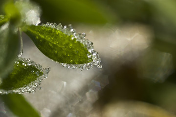 Ice crystals: an image of ice texture on the leaf