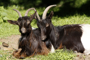 Walliserziegen © Martina Berg