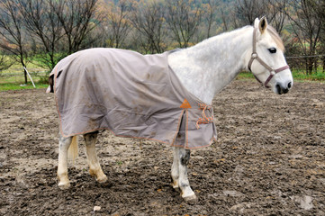 cover of horse 1