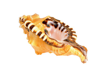 Fototapeta premium Old seashell
