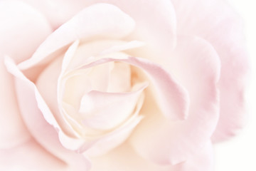 Obraz na płótnie Canvas Rose z różowym