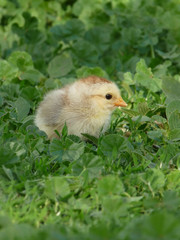 Little chick in the green grass