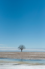 Lone Tree in Winter Field with Blue Sky
