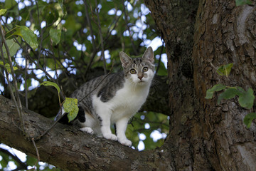Naklejka na ściany i meble Kletternde Katze auf einem Baum