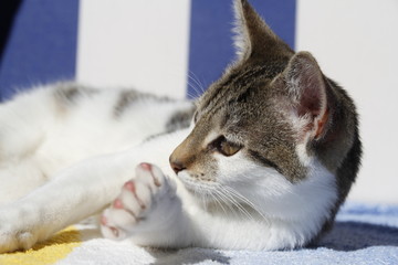Katzenbaby liegt im Strandkorb