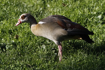 Nilgans