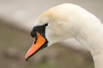 swan portrait 7314