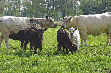 Familie