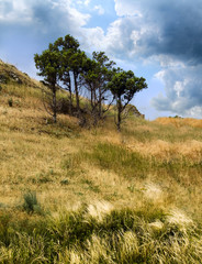 Fototapeta premium landscape with trees