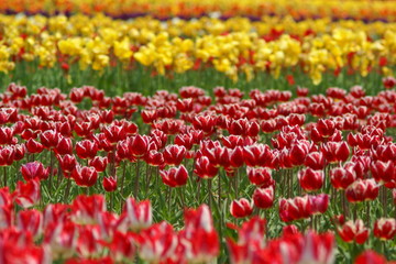 チューリップ畑