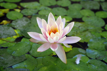 Beautiful waterlily.