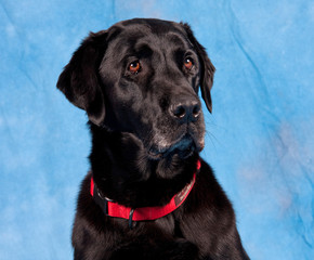 Black Labrador