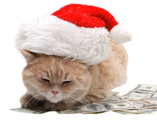 Obraz na płótnie Canvas Red cat sitting on the dollar, Christmas, New Year