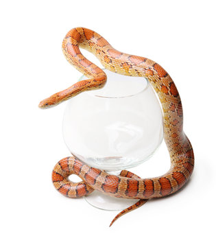 Corn snake in a glass on the white (Elaphe guttata)
