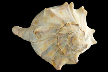 Schnecke