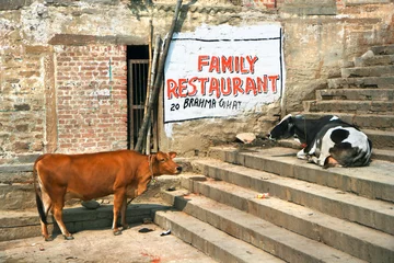 Typical scene with cows, Varanasi, India © Aleksandar Todorovic