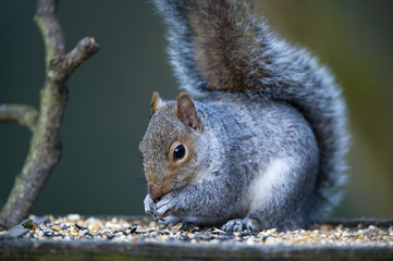 Grey Squirrel (Sciurus carolinensis)