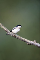 Willow Tit (Parus montanus)