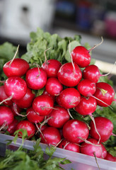 fresh radishes