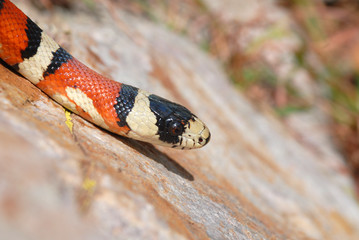 Lampropeltis pyromelana
