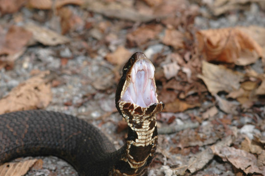 The  Cottonmouth Snake