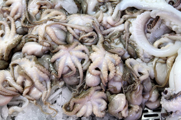 Squids at market in Valencia