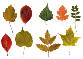 collection of leafs