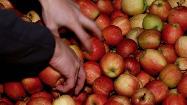 Gala Apples in a big Box with human hands