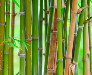 Obraz premium Bamboo