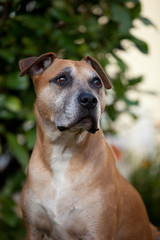 American Staffordshire Terrier